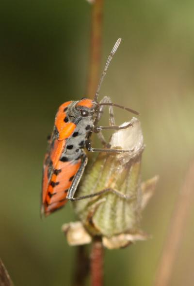 Punaise écuyère Lygaeus equestris (Linnaeus, 1758)