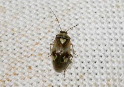  Lygus pratensis (Linnaeus, 1758)