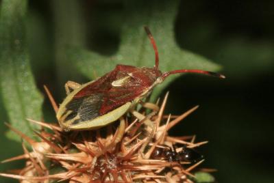  Maccevethus 