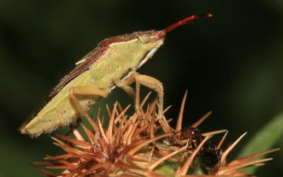  Maccevethus 