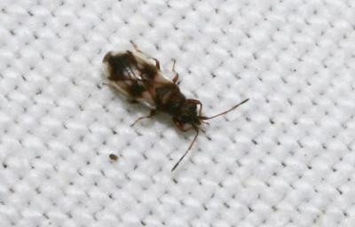  Macroplax fasciata (Herrich-Schäffer, 1835)