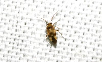  Tuponia mixticolor (A. Costa, 1862)