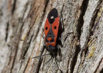  Melanocoryphus albomaculatus (Goeze, 1778)