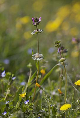 Lamier amplexicaule Lamium amplexicaule L., 1753