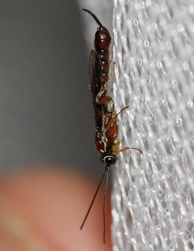  Clistopyga incitator (Fabricius, 1793)