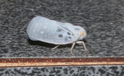 Cicadelle blanche, Cicadelle pruineuse, Cicadelle  Metcalfa pruinosa (Say, 1830)