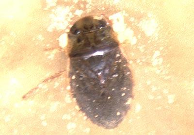  Naucoris maculatus Fabricius, 1798