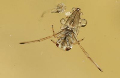 Notonecte glauque Notonecta glauca Linnaeus, 1758