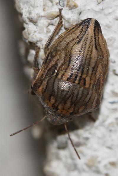  Odontotarsus robustus Jakovlev, 1884