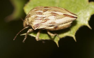  Odontotarsus robustus Jakovlev, 1884