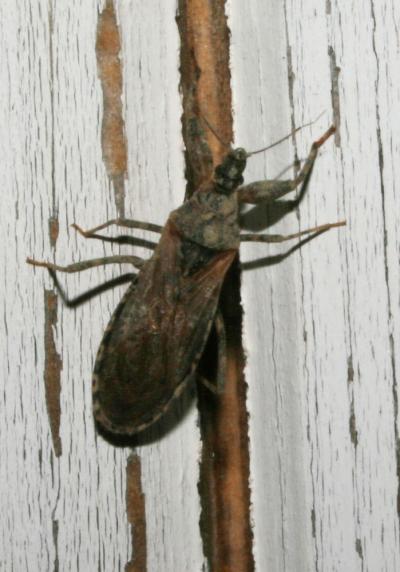  Oncocephalus squalidus (Rossi, 1790)