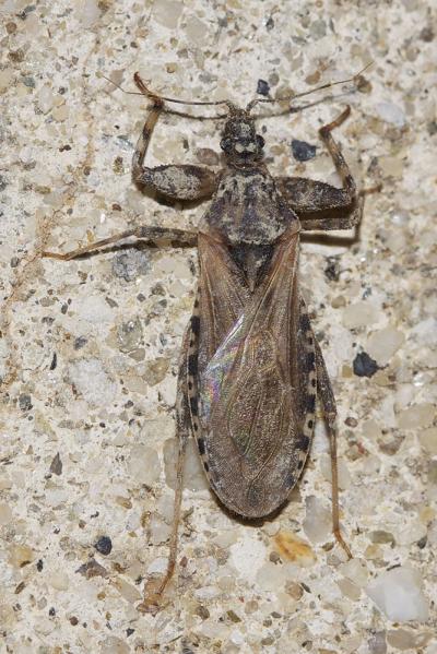  Oncocephalus squalidus (Rossi, 1790)