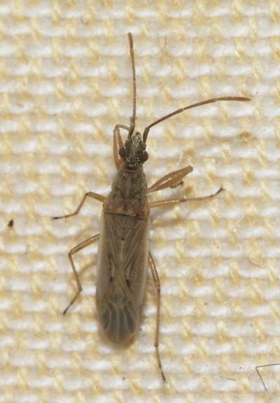  Paromius gracilis (Rambur, 1839)