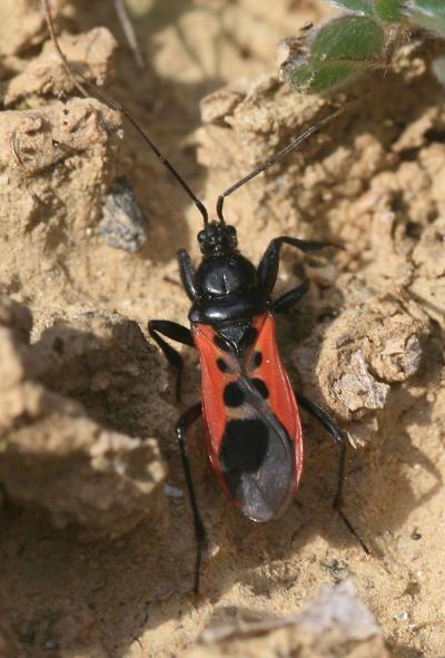  Peirates hybridus (Scopoli, 1763)