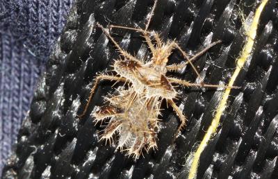  Phyllophya laciniata (Villers, 1789)