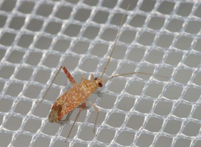  Phytocoris meridionalis Herrich-Schäffer, 1835