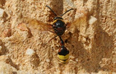  Delta unguiculatum (Villers, 1789)