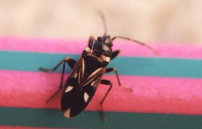  Raglius alboacuminatus (Goeze, 1778)