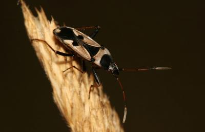  Raglius confusus (Reuter, 1886)