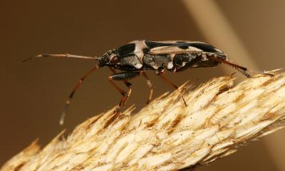  Raglius confusus (Reuter, 1886)