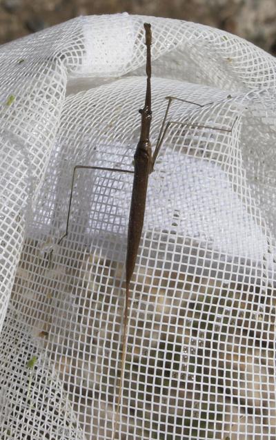 Ranâtre Ranatra linearis (Linnaeus, 1758)
