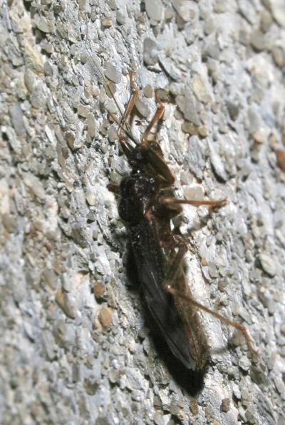 Réduve masqué Reduvius personatus (Linnaeus, 1758)