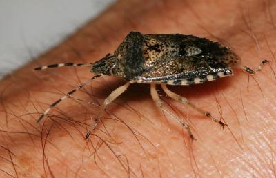 Punaise nébuleuse, Punaise grise Rhaphigaster nebulosa (Poda, 1761)