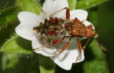  Rhopalus subrufus (Gmelin, 1790)
