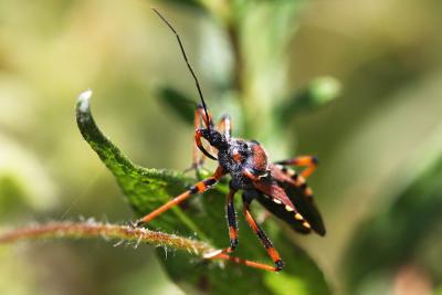  Rhynocoris 