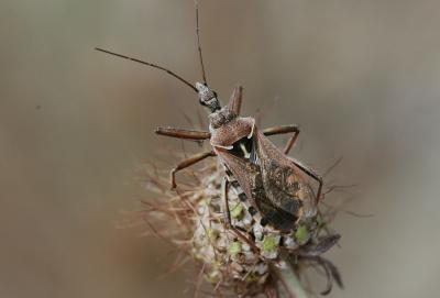 Rèduve à pattes rouges Rhynocoris erythropus (Linnaeus, 1767)