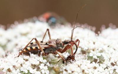 Rèduve à pattes rouges Rhynocoris erythropus (Linnaeus, 1767)