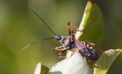  Rhynocoris cuspidatus Ribaut, 1921