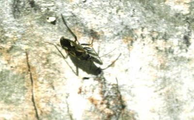  Rhyparochromus vulgaris (Schilling, 1829)