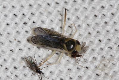  Sigara lateralis (Leach, 1817)