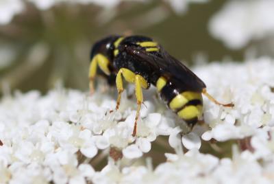  Ectemnius continuus (Fabricius, 1804)