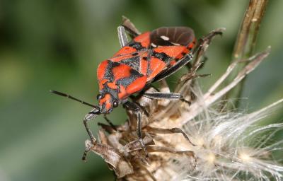  Spilostethus pandurus (Scopoli, 1763)
