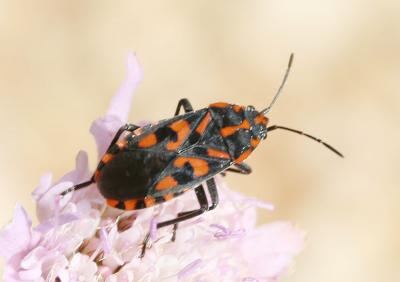Punaise à damier Spilostethus saxatilis (Scopoli, 1763)