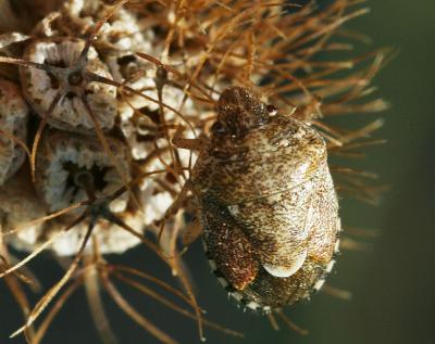  Staria lunata (Hahn, 1835)