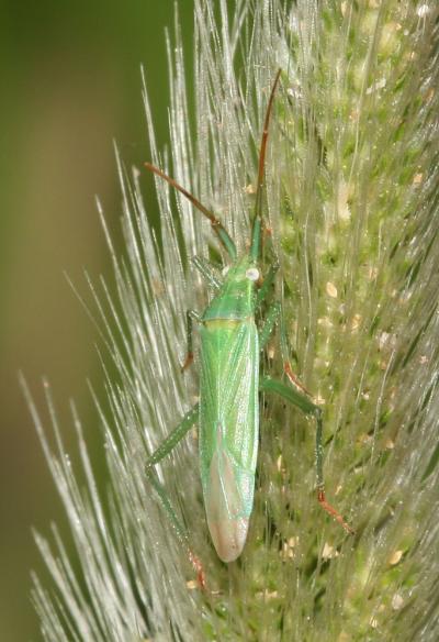  Stenodema calcarata (Fallén, 1807)