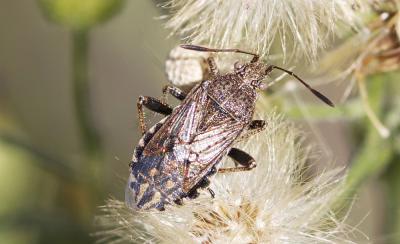  Stictopleurus punctatonervosus (Goeze, 1778)
