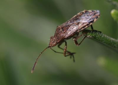  Stictopleurus punctatonervosus (Goeze, 1778)