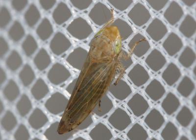  Synophropsis lauri (Horváth, 1897)