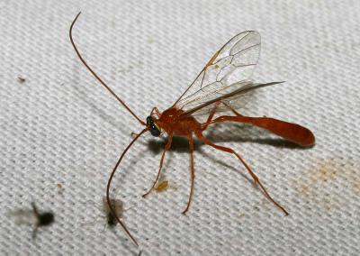  Enicospilus Stephens, 1835