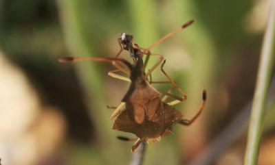  Syromastus rhombeus (Linnaeus, 1767)