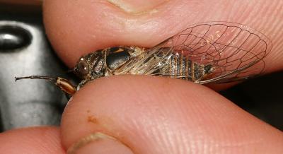 Cigalette pygmée (la) Tettigettula pygmea (Olivier, 1790)