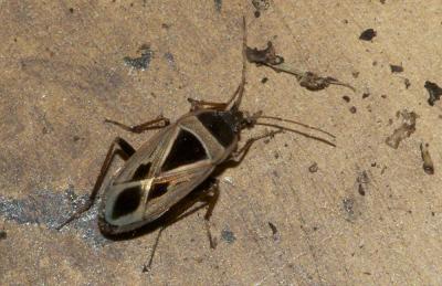  Xanthochilus minusculus (Reuter, 1885)