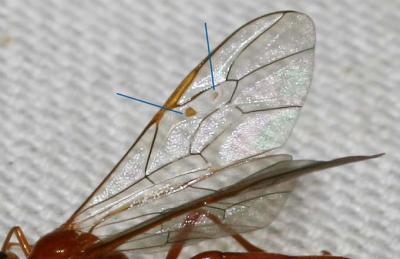  Enicospilus Stephens, 1835