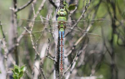 Anax empereur (L') Anax imperator Leach, 1815