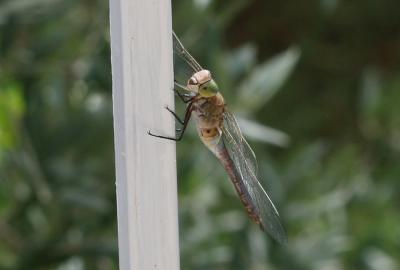 Anax napolitain (L') Anax parthenope (Selys, 1839)
