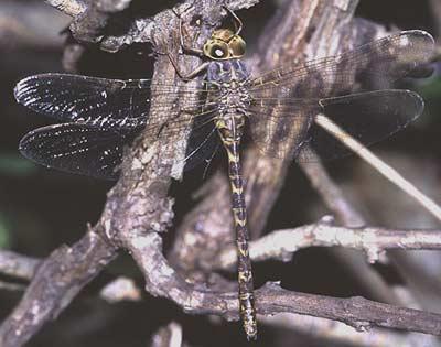 Aeschne paisible (L') Boyeria irene (Boyer de Fonscolombe, 1838)